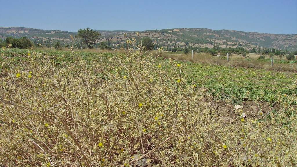 Honigmelone-Feld in Degirmenli