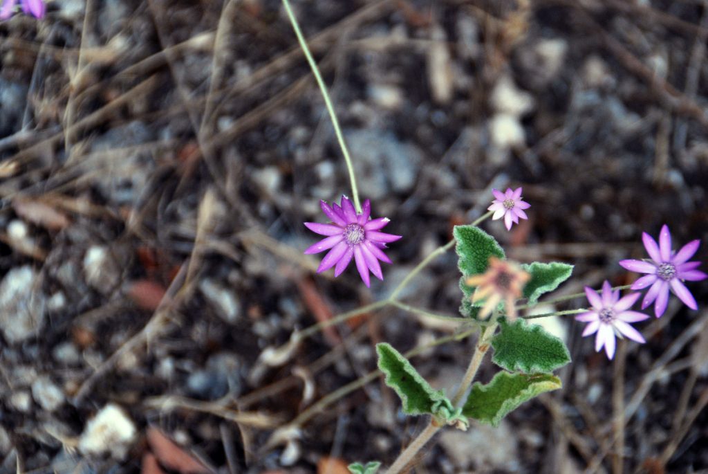 Spreublumen  (saman çiçeği)