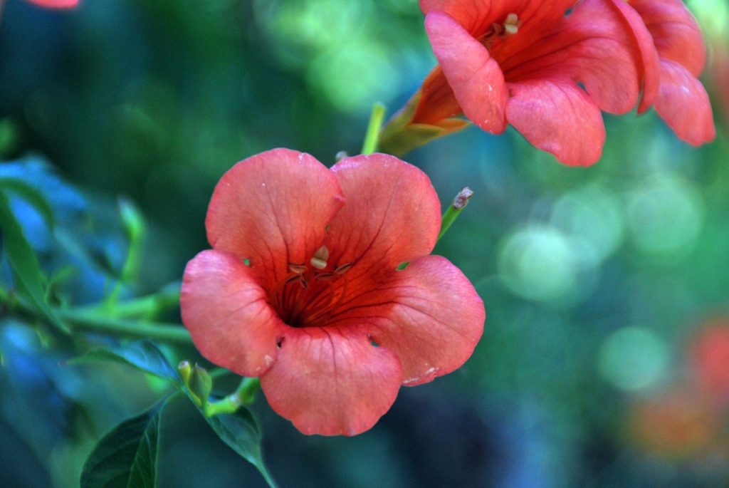 Trompetenblume (trompet çiçeği)